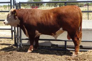 Case Ranch Sale Bull 1006