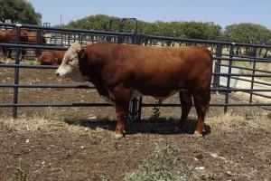 Case Ranch Sale Bull 891