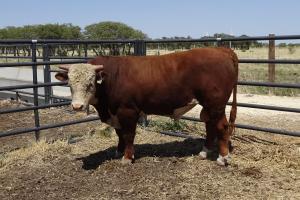 Case Ranch Sale Bull 928