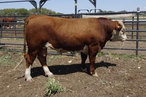 Case Ranch Sale Bull 934