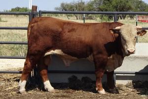 Case Ranch Sale Bull 936
