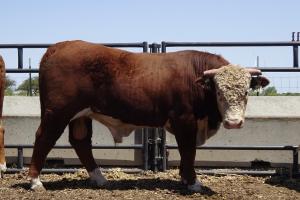 Case Ranch Sale Bull 941