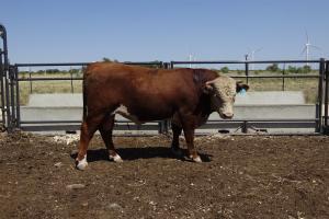 Case Ranch Sale Bull 943