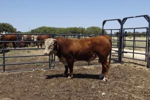 Case Ranch Sale Bull 944