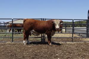 Case Ranch Sale Bull 951