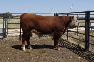 Case Ranch Sale Bull 952