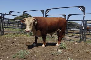 Case Ranch Sale Bull 970