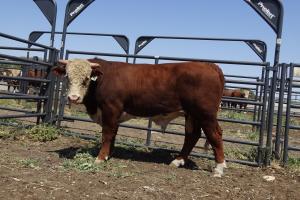 Case Ranch Sale Bull 980