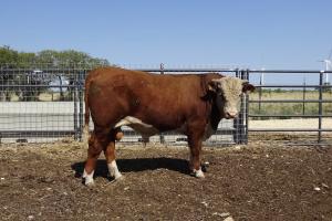 Case Ranch Sale Bull 987