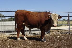 Case Ranch Sale Bull 999
