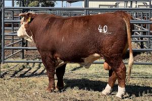 Case Ranch Bull 1139