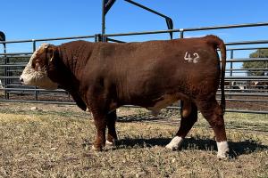 Case Ranch Sale Bull 1154