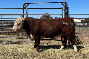Case Ranch Sale Bull 1179