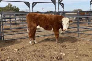Case Ranch Beeville Spring 2020 heifer 766