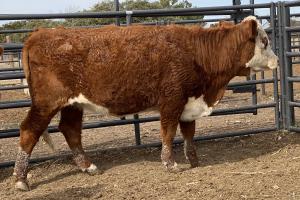 Case Ranch Beeville Spring 2020 heifer 818