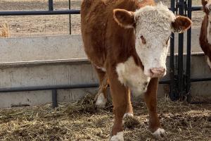 Case Ranch Beeville Spring 2020 heifer 849