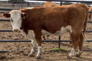 Case Ranch Beeville Spring 2020 heifer 862