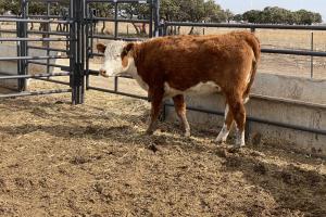 Case Ranch Beeville Spring 2020 heifer 864