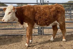 Case Ranch Beeville Spring 2020 heifer 871