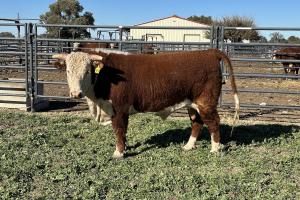 Case Ranch Sale Bull 1349