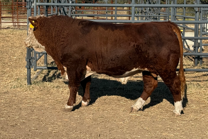Case Ranch Sale Bull