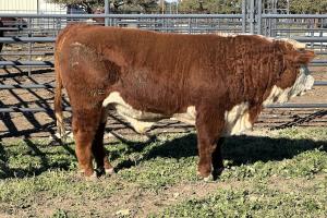 Case Ranch Sale Bull 1303