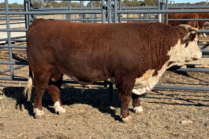 Case Ranch Sale Bull 1463