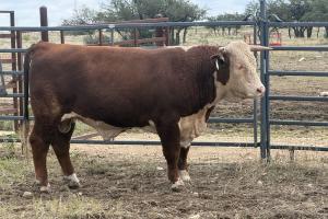 Case Ranch Sale Bull 1555