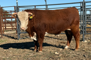 Case Ranch Sale Bull 1466