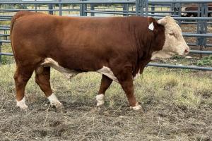 Case Ranch Sale Bull 1591