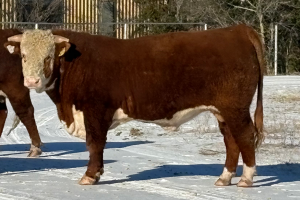 Case Ranch Sale Bull 1475