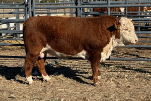 Case Ranch Sale Bull 1536