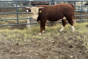 Case Ranch Sale Bull 1574