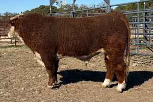 Case Ranch Sale Bull 1484