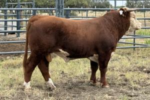 Case Ranch Sale Bull 1578