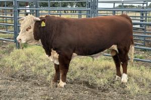 Case Ranch Sale Bull 1580
