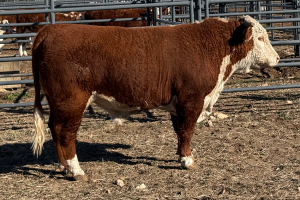Case Ranch Sale Bull 1508
