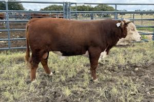 Case Ranch Sale Bull 1560