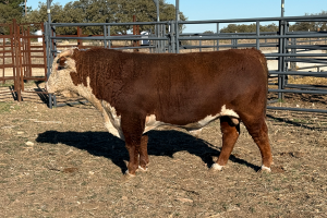 Case Ranch Sale Bull 1453
