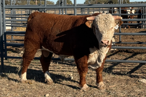 Case Ranch Sale Bull 1502
