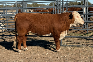 Case Ranch Sale Bull 1505