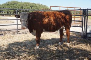 case ranch bred heifer 0778