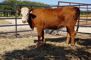 Case ranch bred heifer 0793
