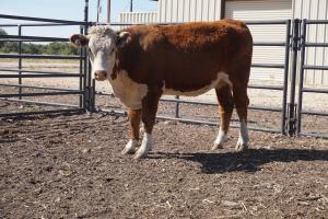 case ranch bred heifer 0808