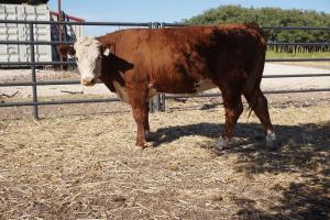 case ranch bred heifer 0819
