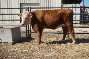 Case Ranch bred heifer 0848