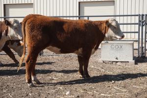 Case Ranch bred heifer 0858