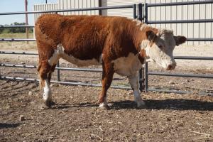 Case Ranch bred heifer 0838