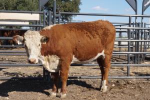 Case Ranch bred heifer 0792