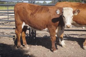 Case Ranch bred heifer 0805